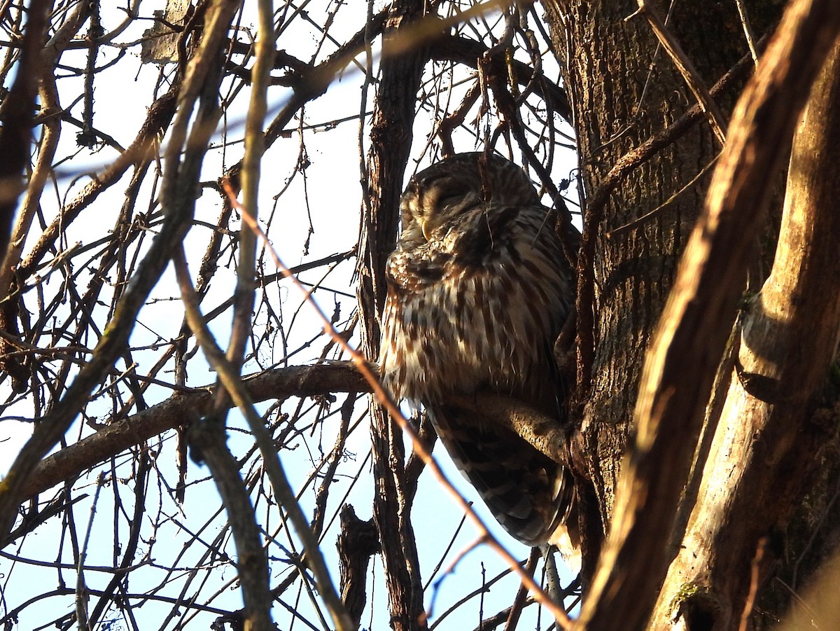 Barred Owl - ML646073130