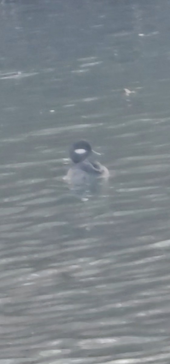 Murgilari buruzuria - ML646073138