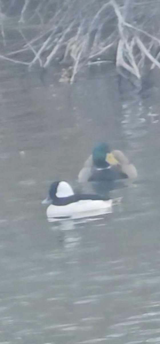 Murgilari buruzuria - ML646073139