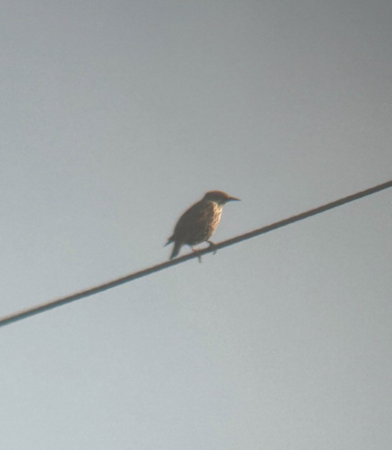 European Starling - ML646073141