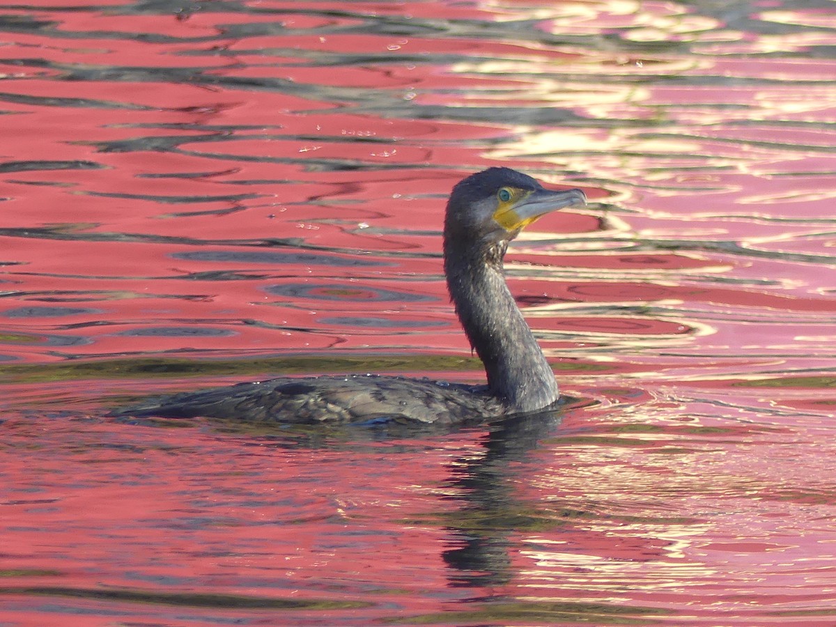 kormorán velký - ML646073152