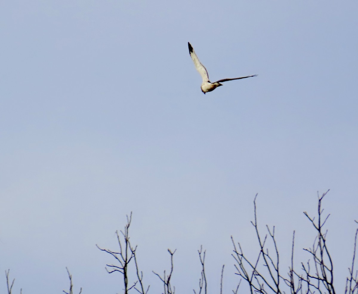 Northern Harrier - ML646073153