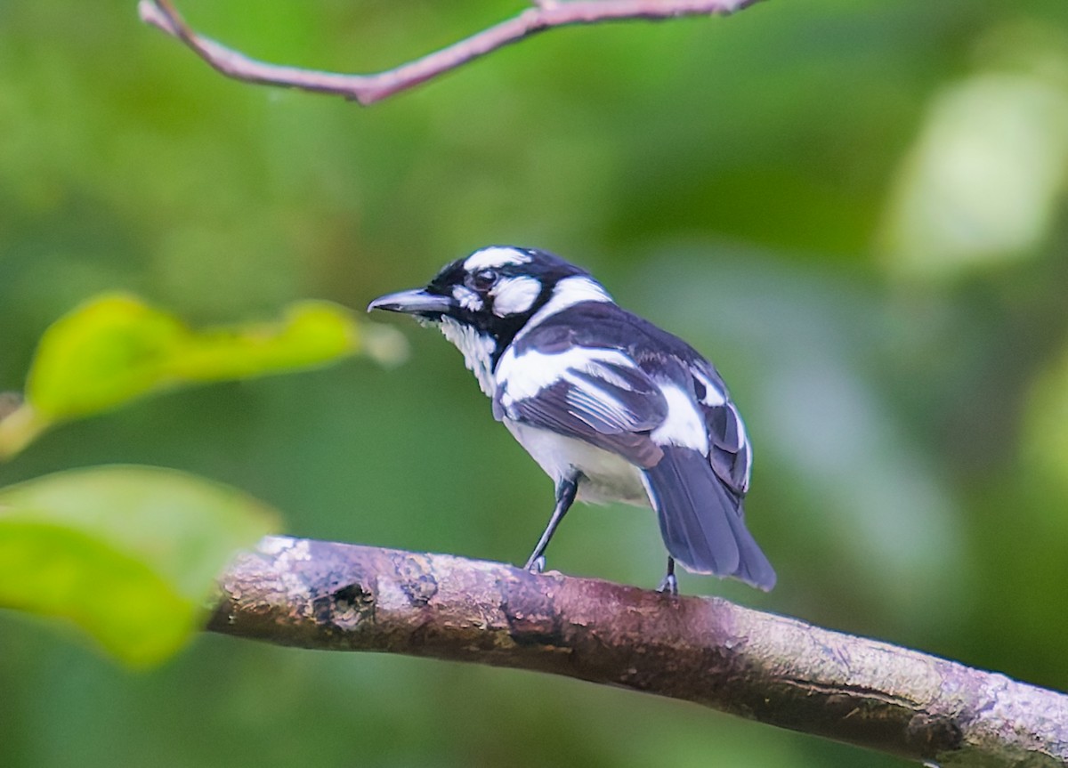 White-eared Monarch - ML646073158