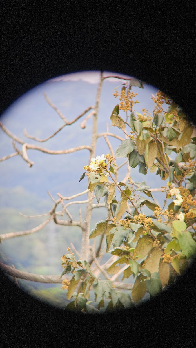 Blue-vented Hummingbird - ML646073166