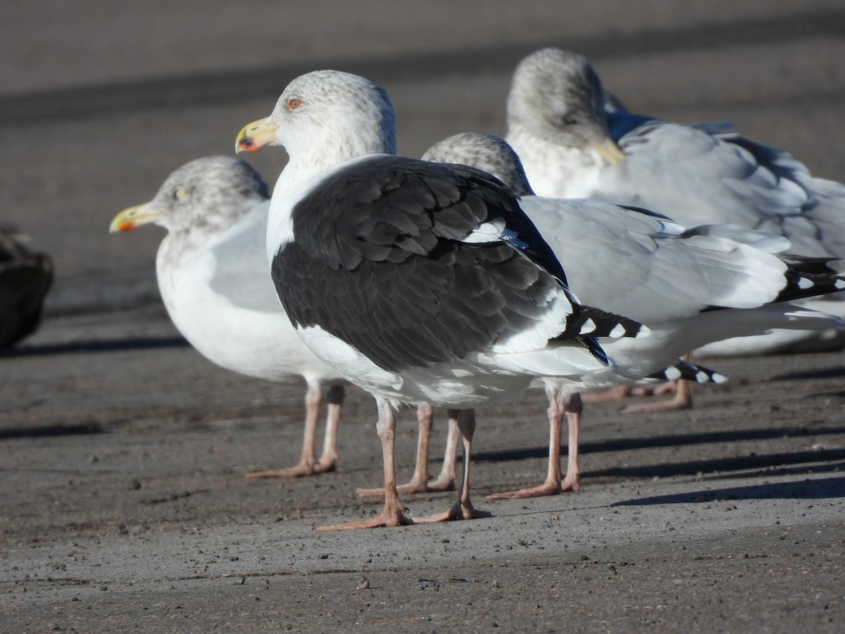 Great Black-backed Gull - ML646073171