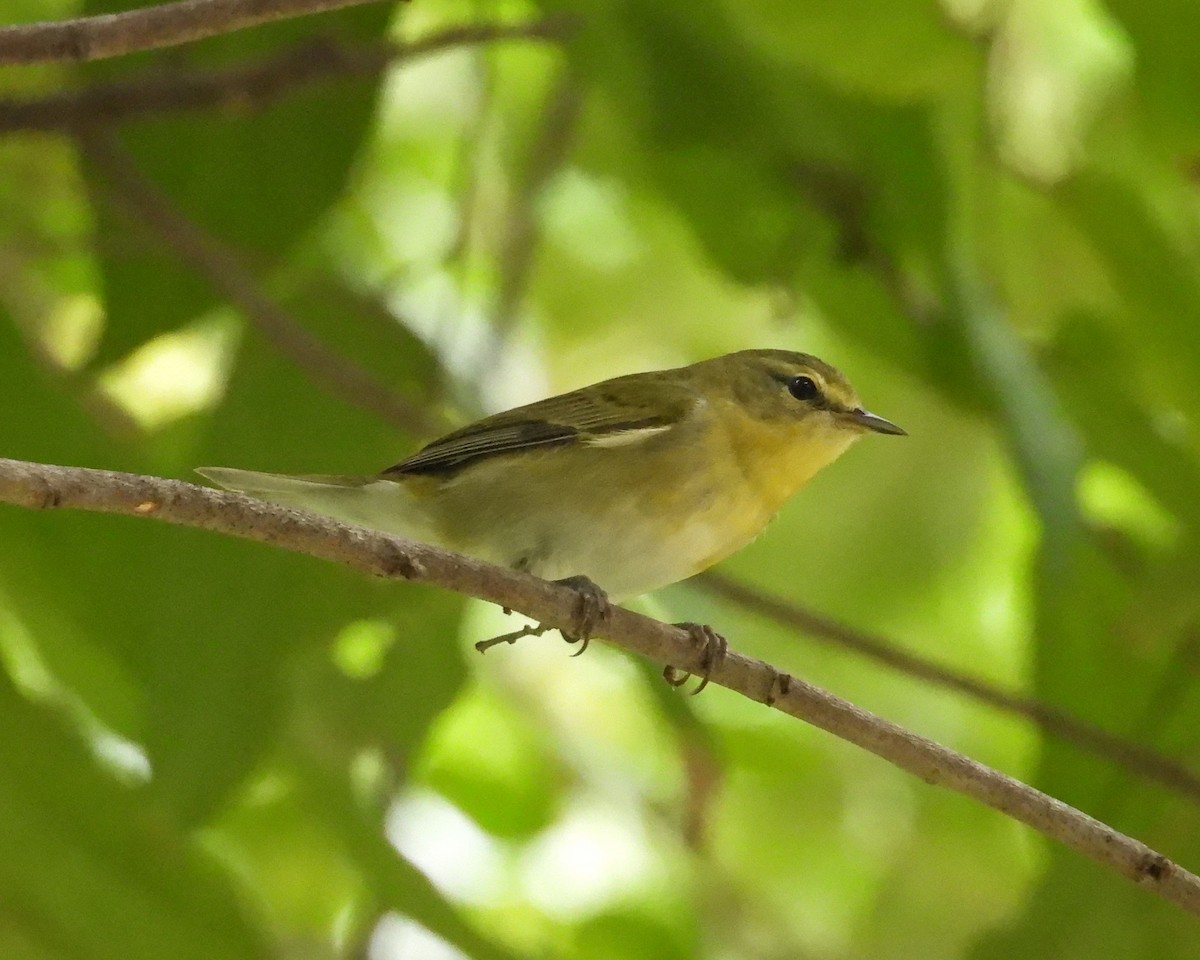 Brauenwaldsänger - ML646073175