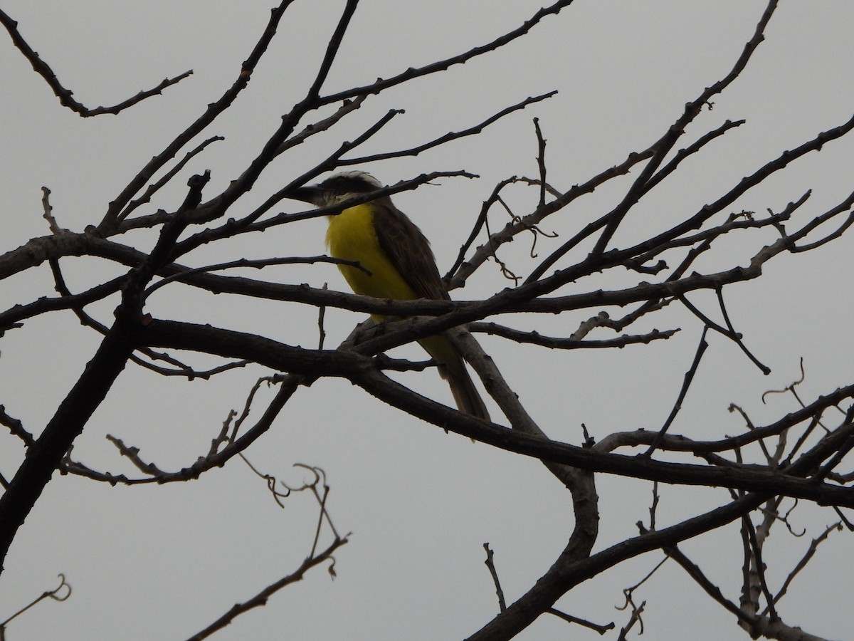 Boat-billed Flycatcher - ML646073176