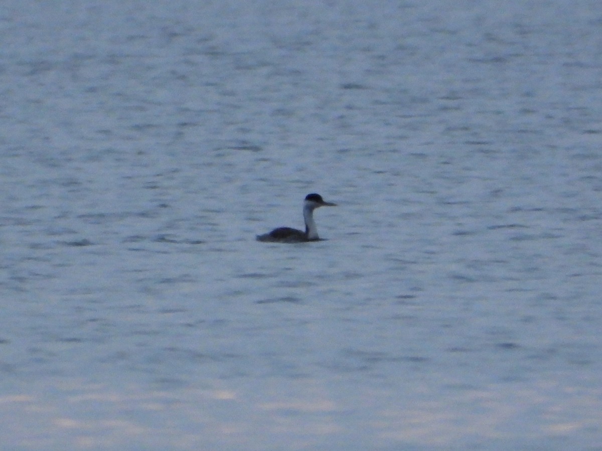 Western Grebe - ML646073177