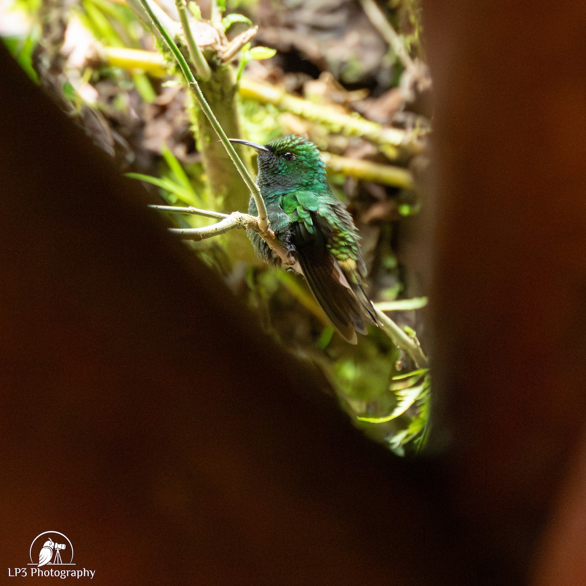 Rufous-tailed Hummingbird - ML646073178