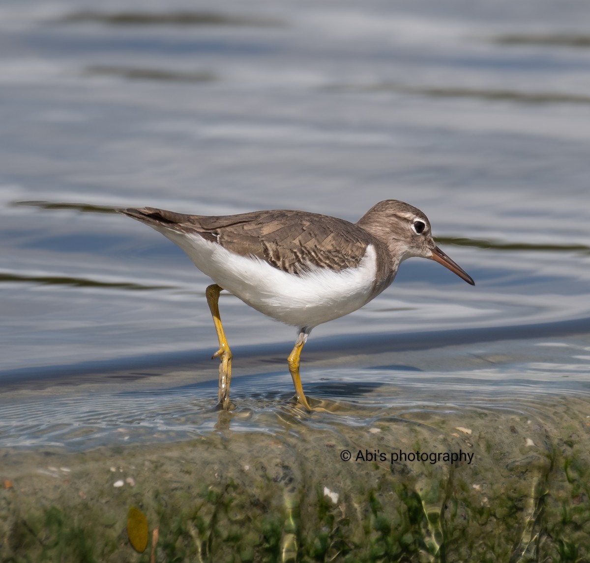 Spotted Sandpiper - ML646073189