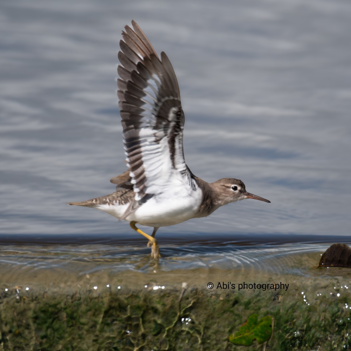 Spotted Sandpiper - ML646073191