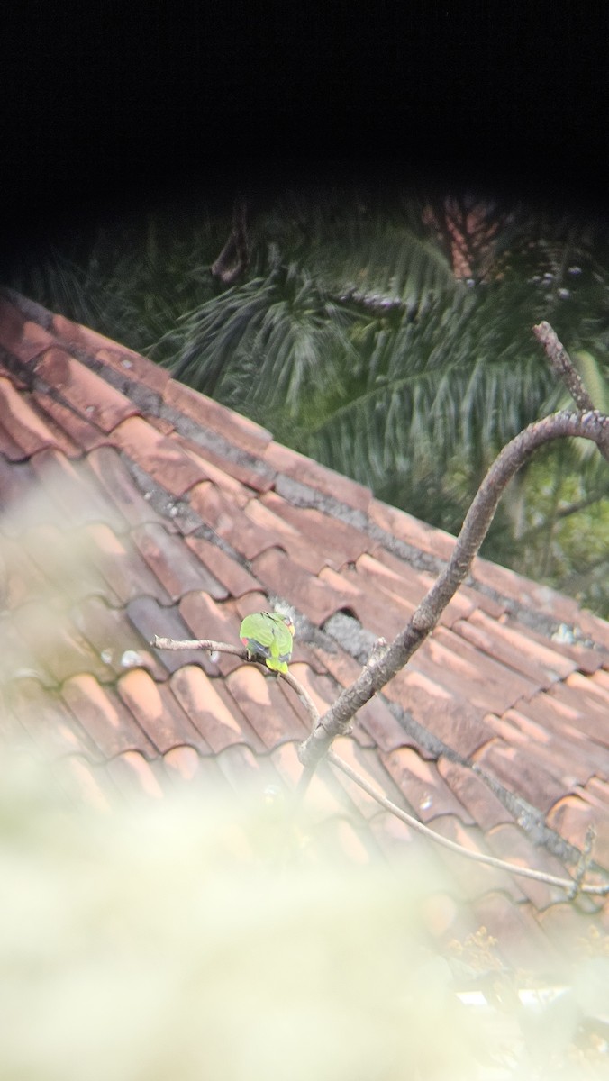 White-fronted Amazon - ML646073200