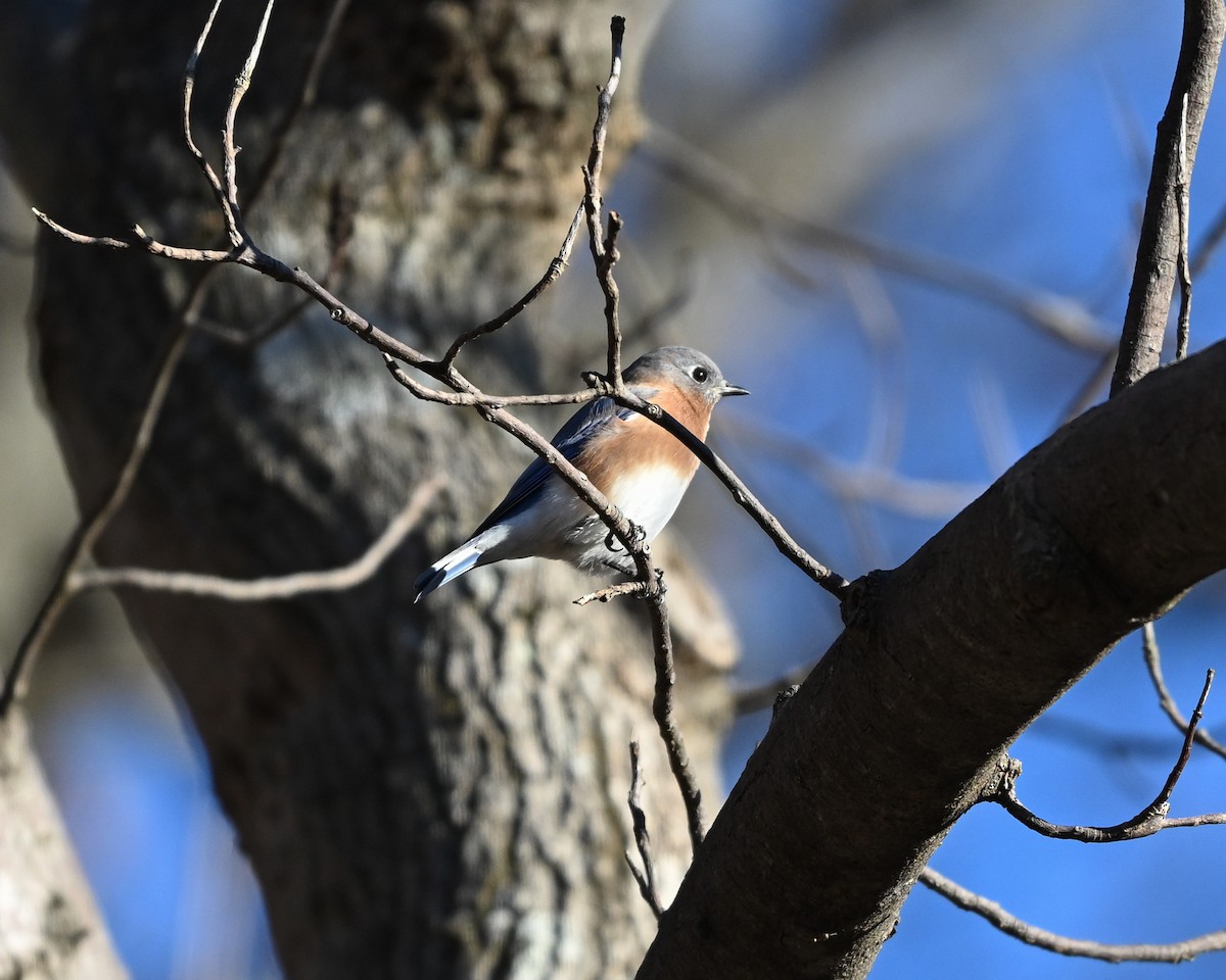 Eastern Bluebird - ML646073203