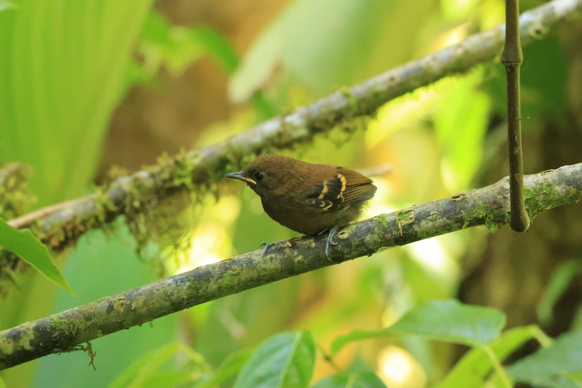 Star-throated Antwren - ML646073206