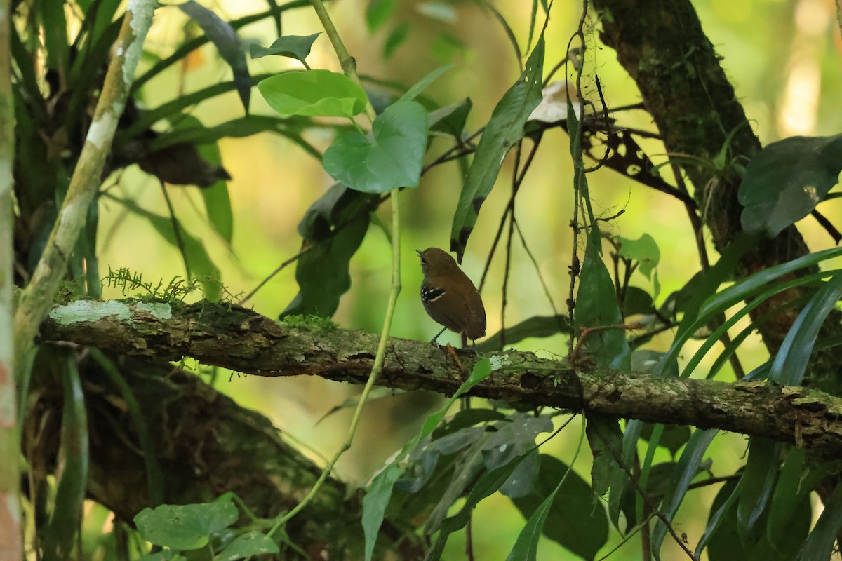 Star-throated Antwren - ML646073207