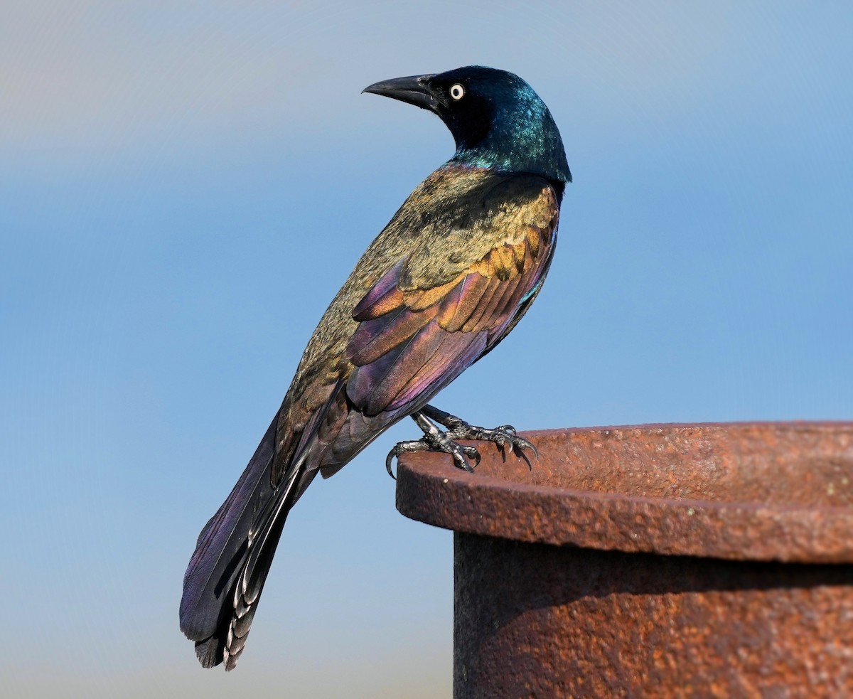 Common Grackle - ML646073208