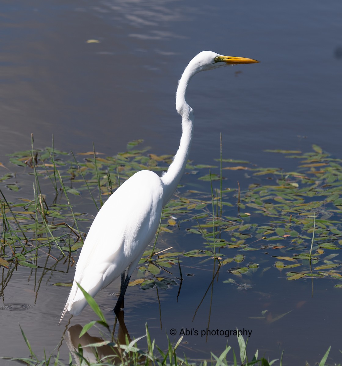 Great Egret - ML646073209
