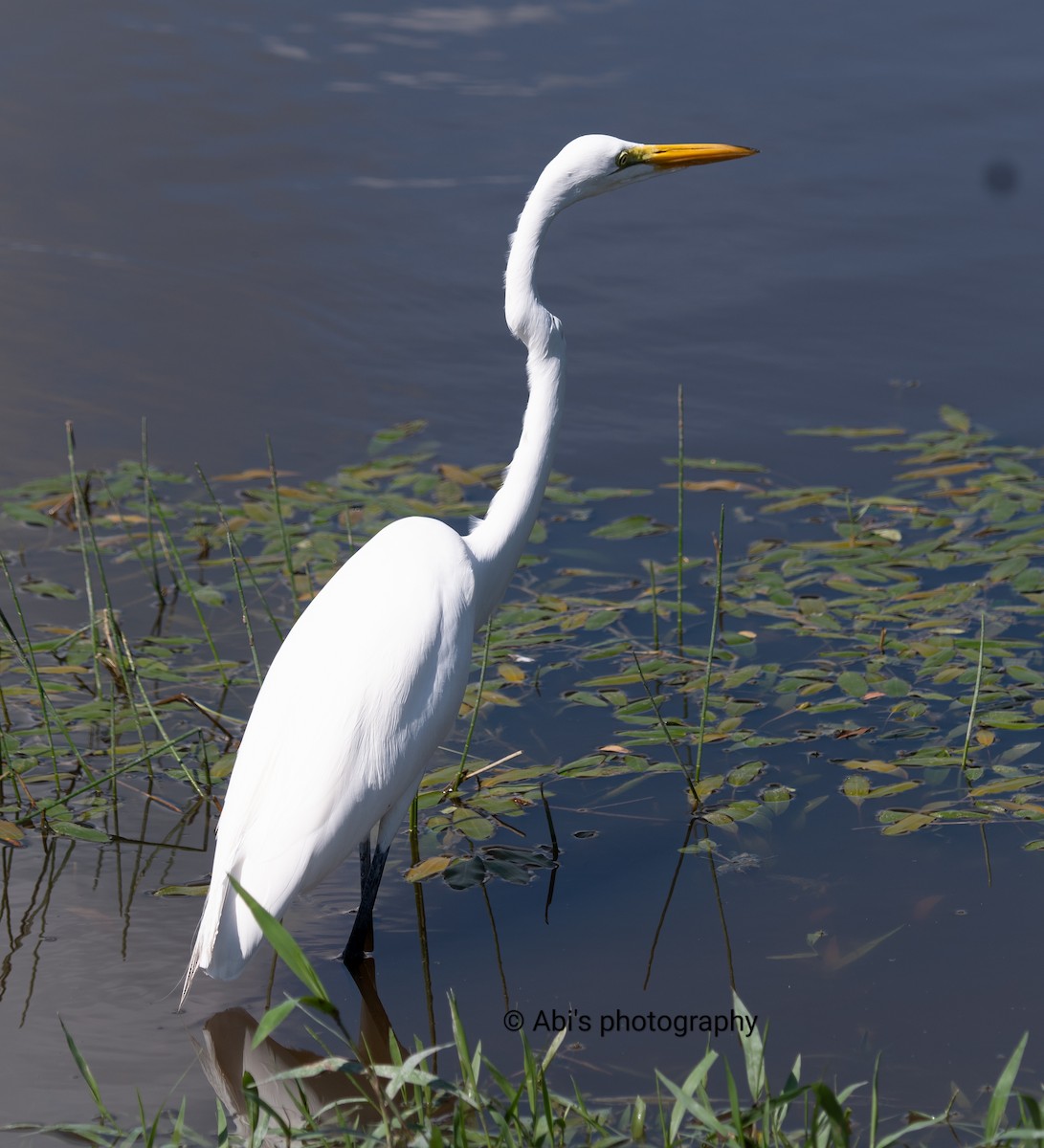 Great Egret - ML646073210