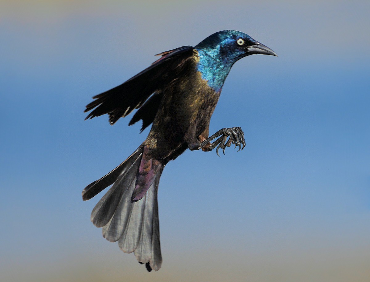 Common Grackle - ML646073218