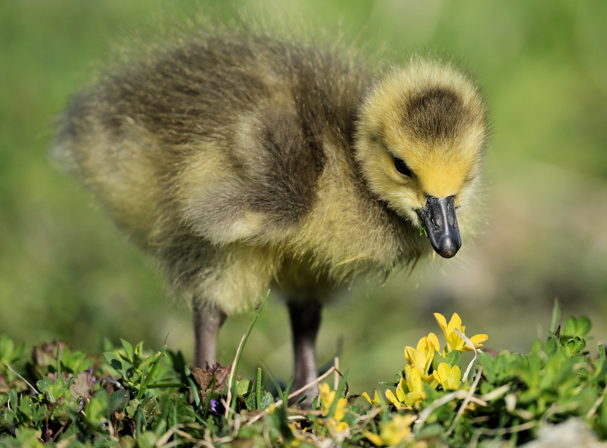 Canada Goose - ML646073223
