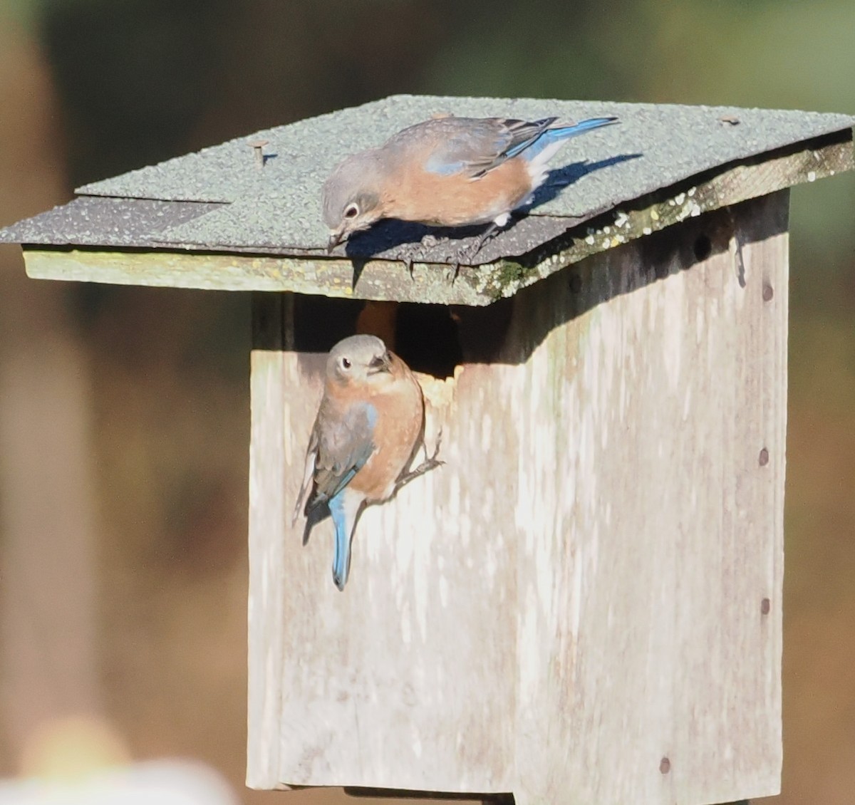 Eastern Bluebird - ML646073224