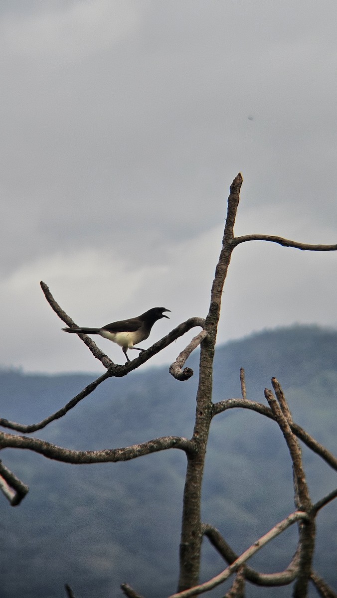 Brown Jay - ML646073226