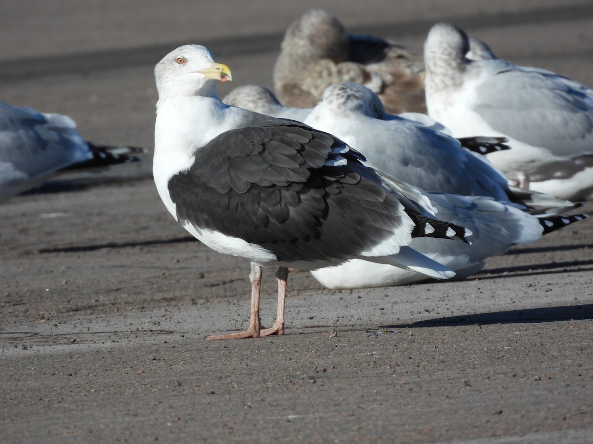 Great Black-backed Gull - ML646073234