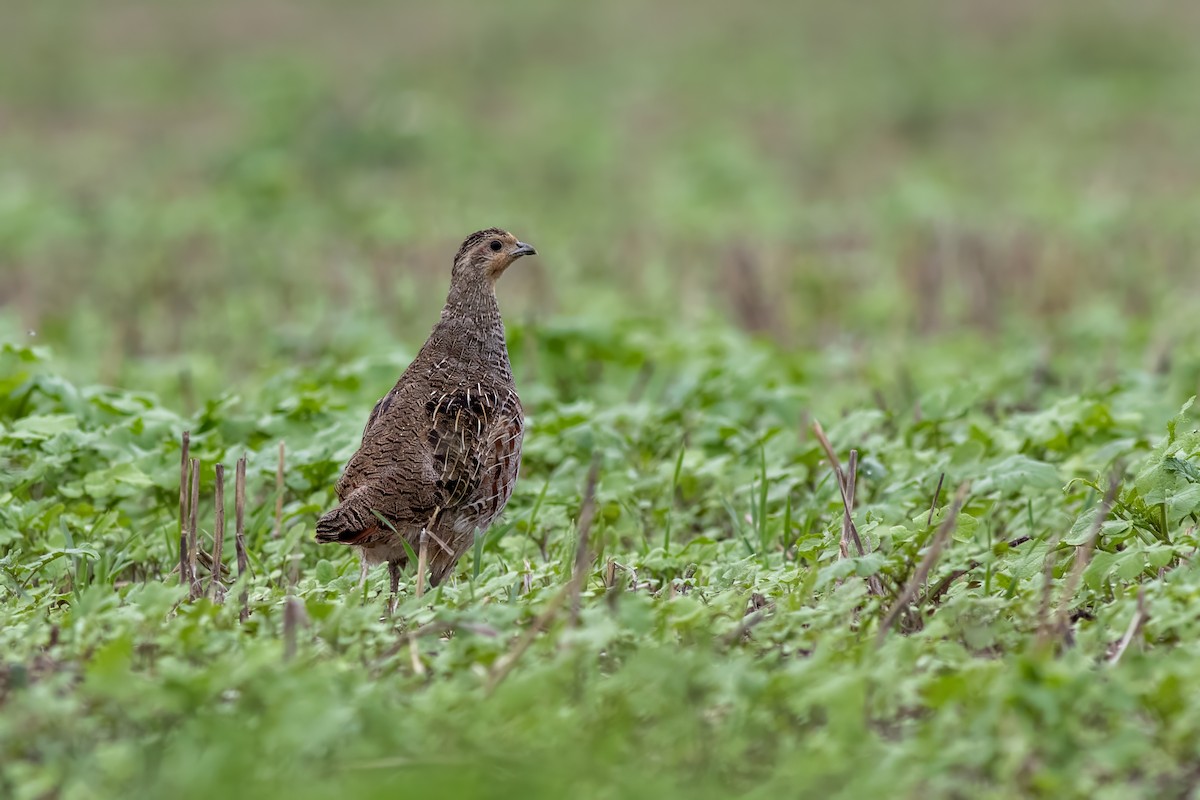 Gray Partridge - ML646073235