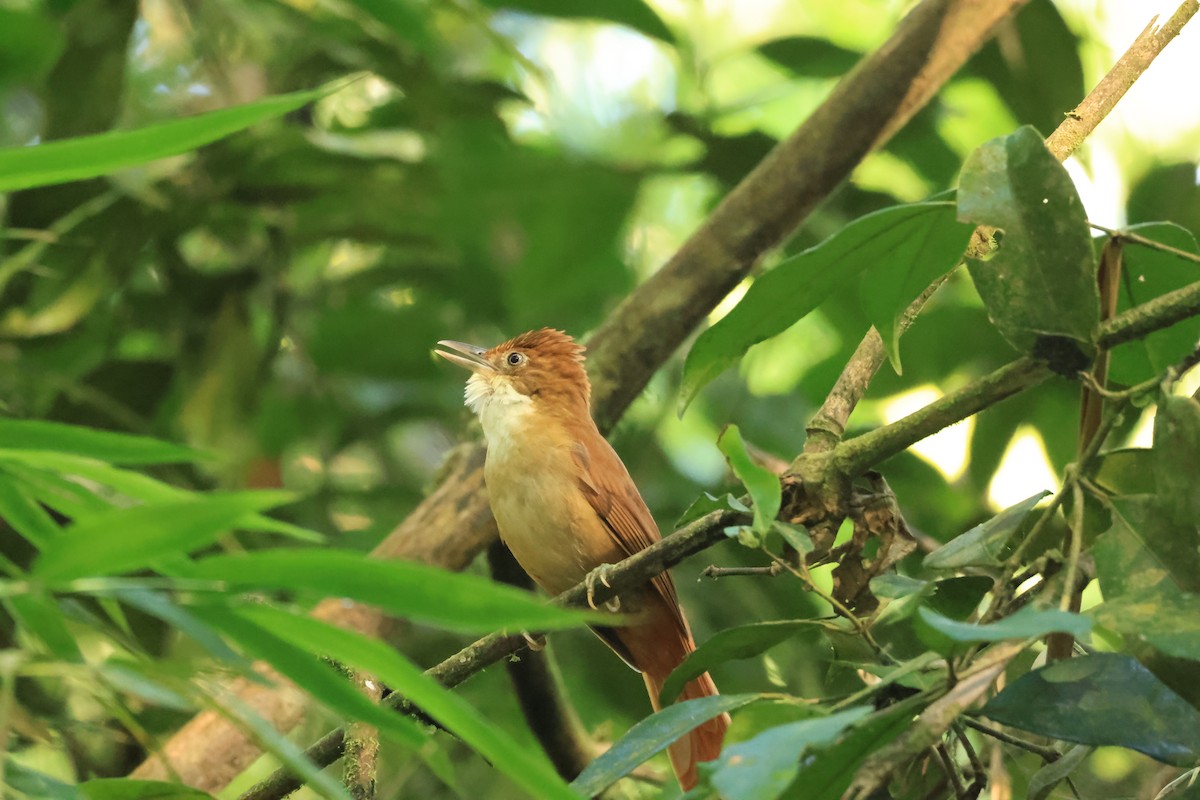 White-eyed Foliage-gleaner - ML646073238