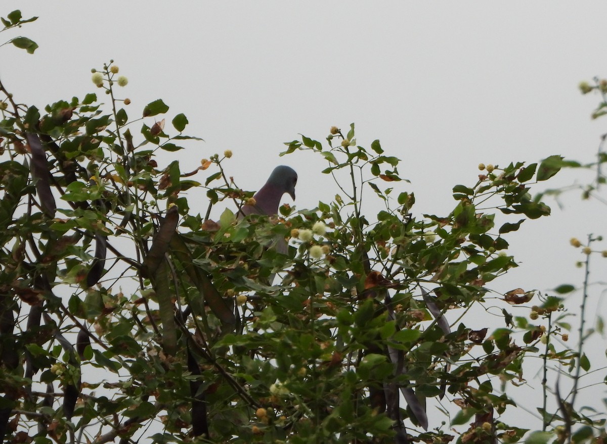 Paloma Colorada - ML646073239