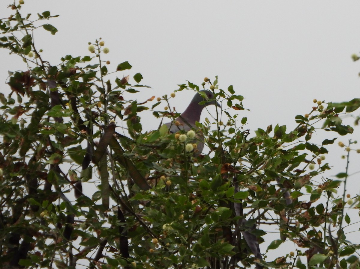 Paloma Colorada - ML646073240