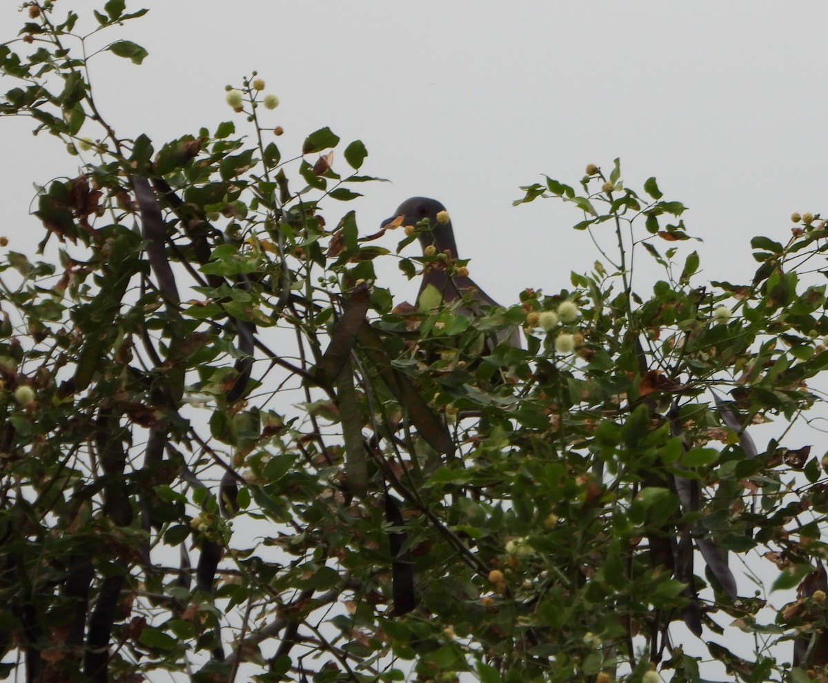 Paloma Colorada - ML646073241