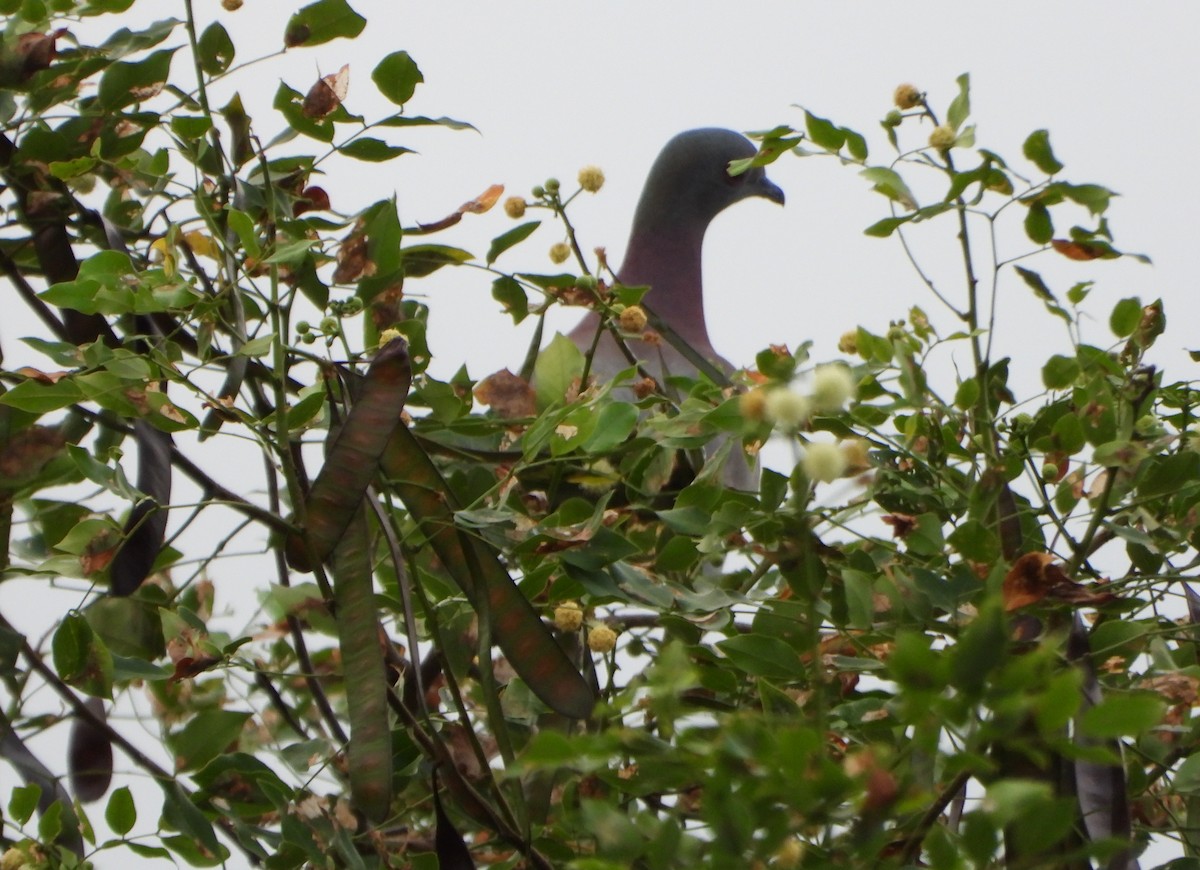 Paloma Colorada - ML646073242