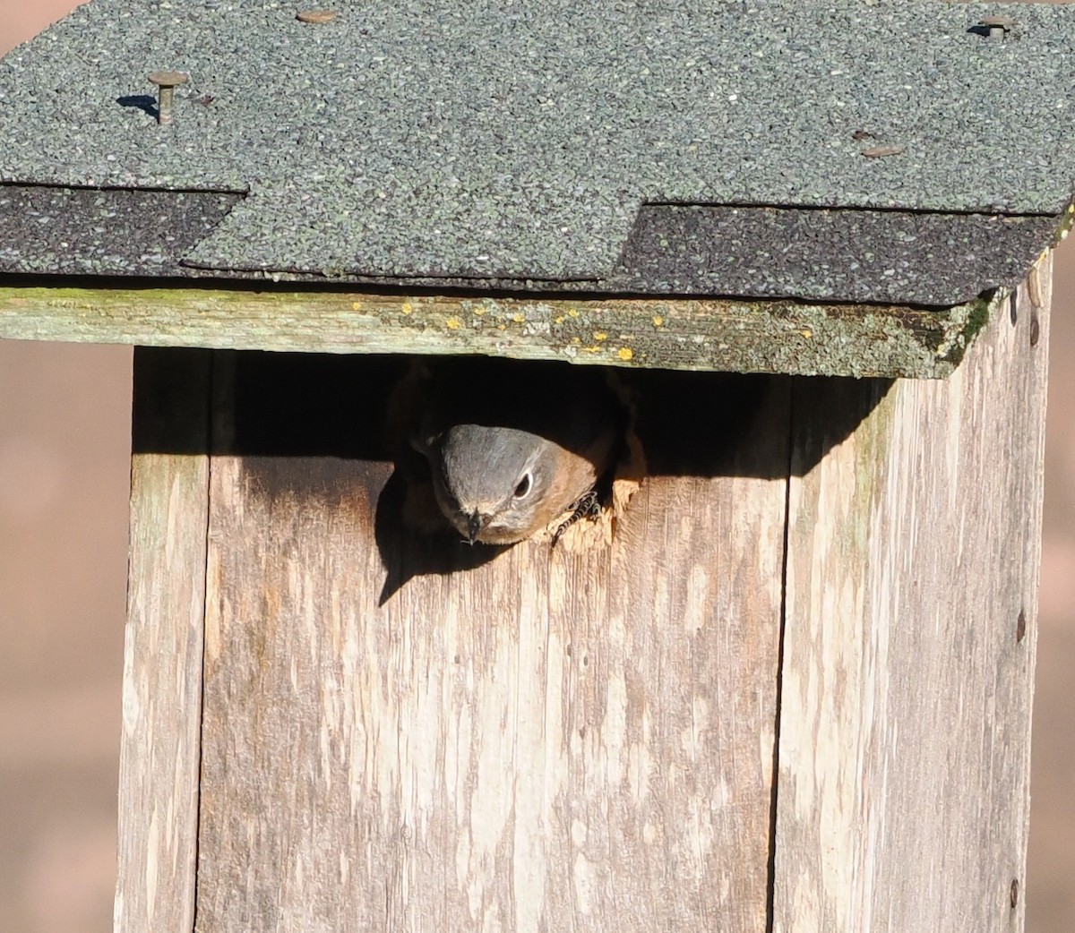 Eastern Bluebird - ML646073244