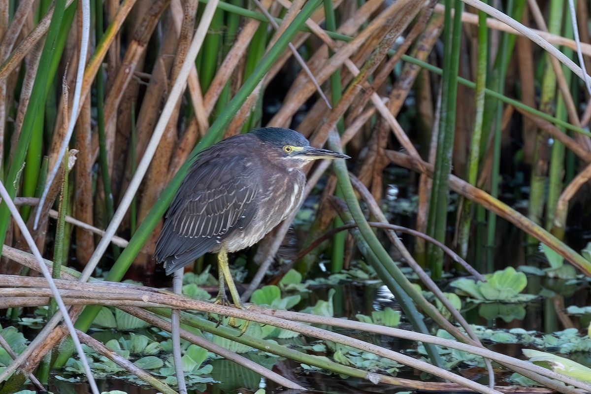 אנפית ירוקה - ML646073253
