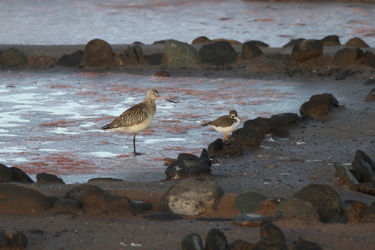 Bar-tailed Godwit - ML646073254