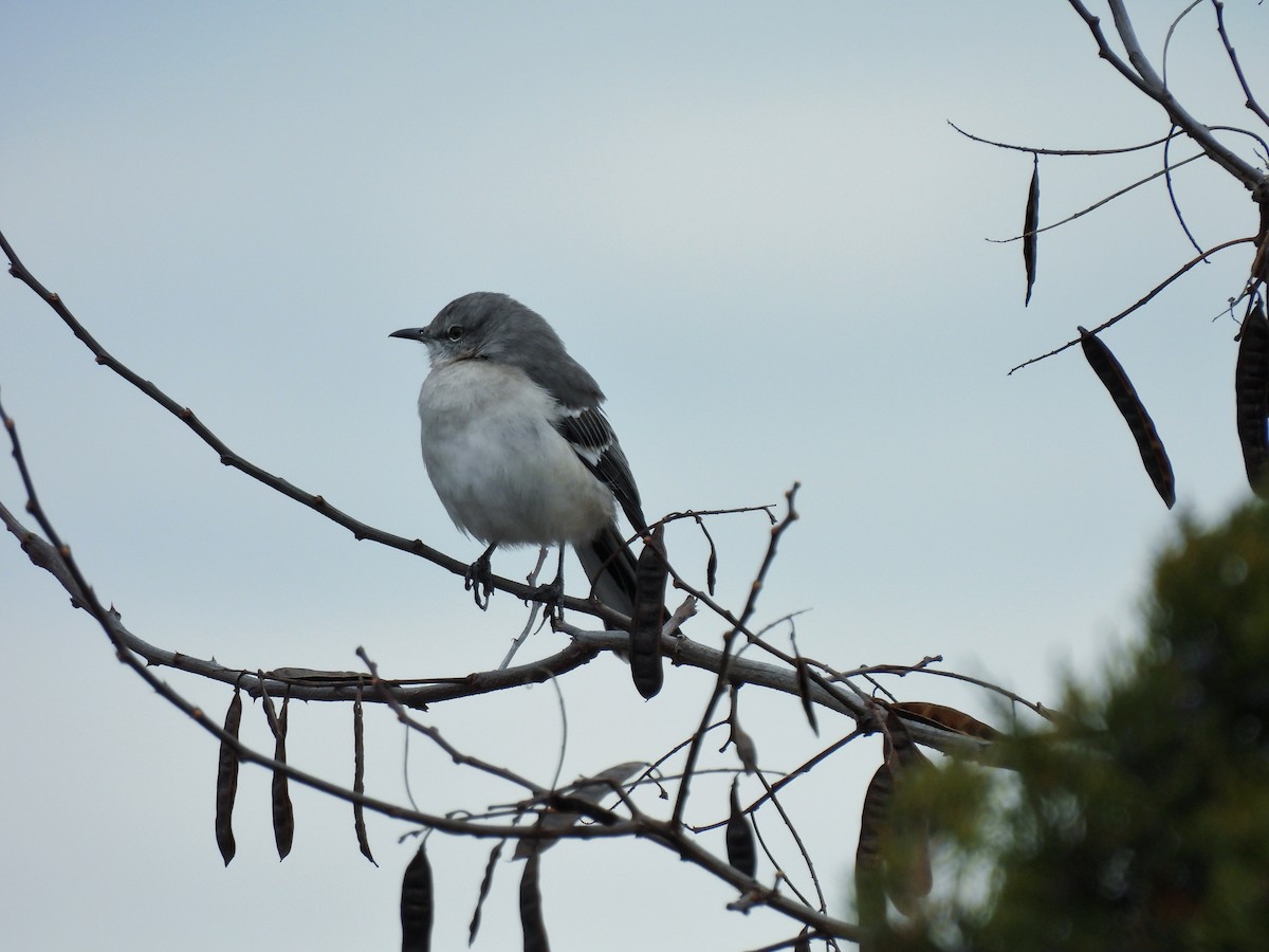 Northern Mockingbird - ML646073255