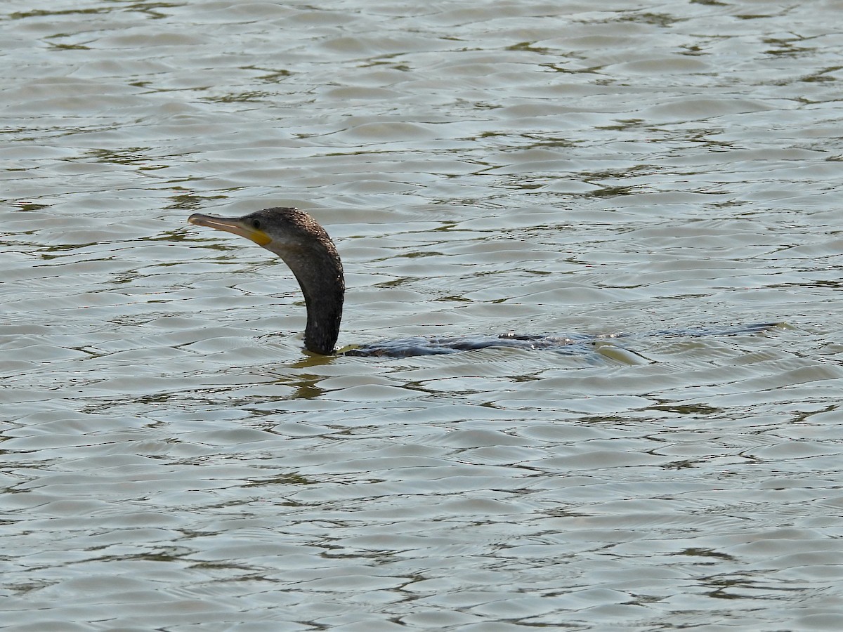 Neotropic Cormorant - ML646073266