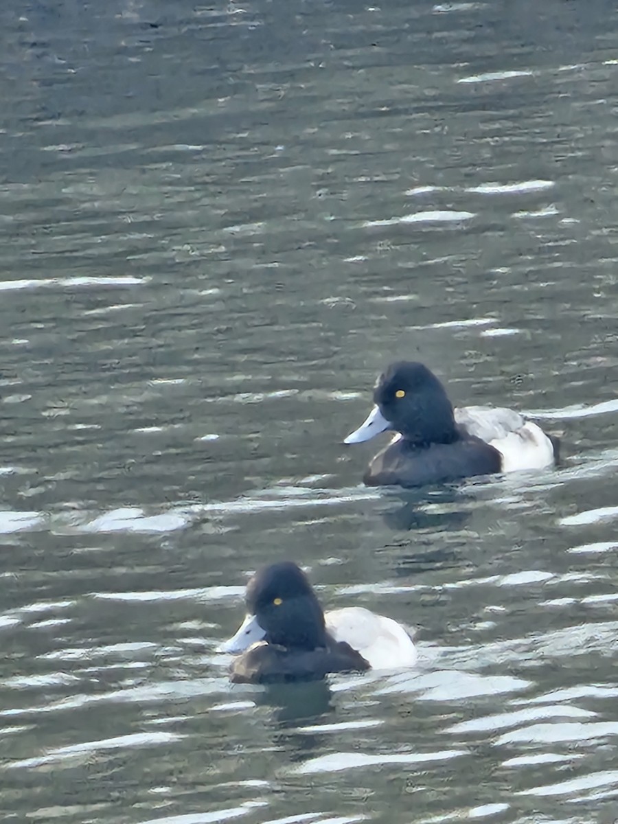 Ring-necked Duck - ML646073269