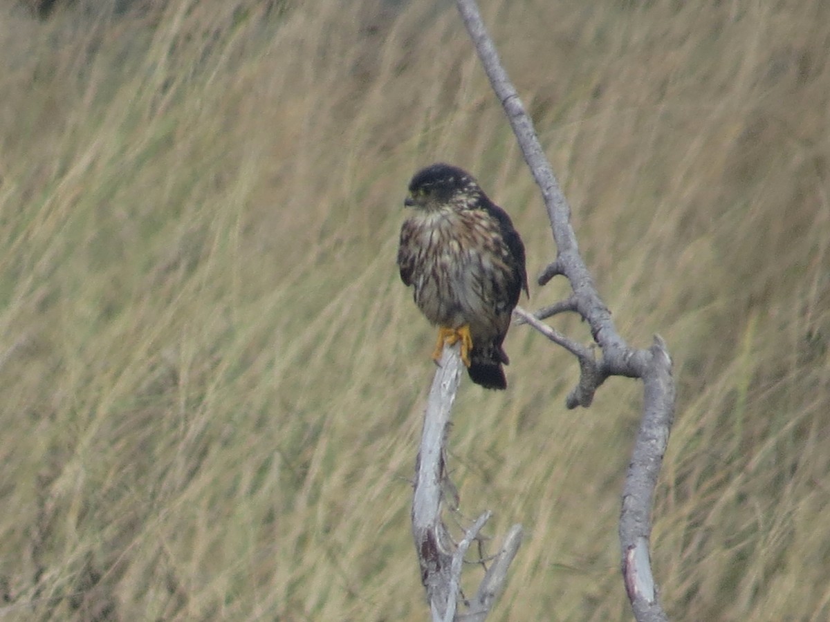 Merlin - ML646073276