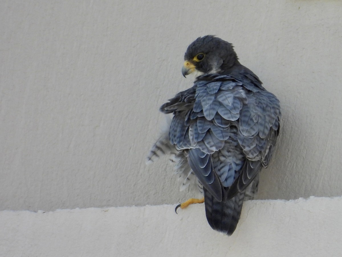 遊隼 - ML646073279