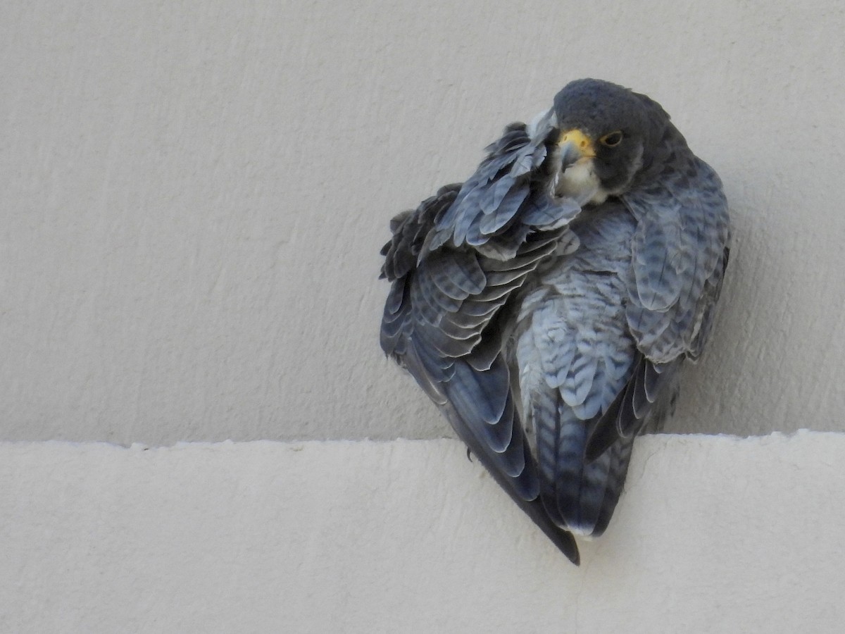 遊隼 - ML646073280