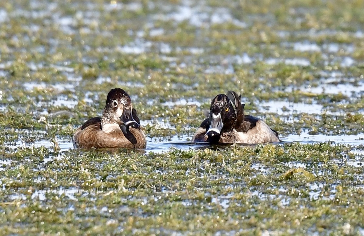 Ring-necked Duck - ML646073281