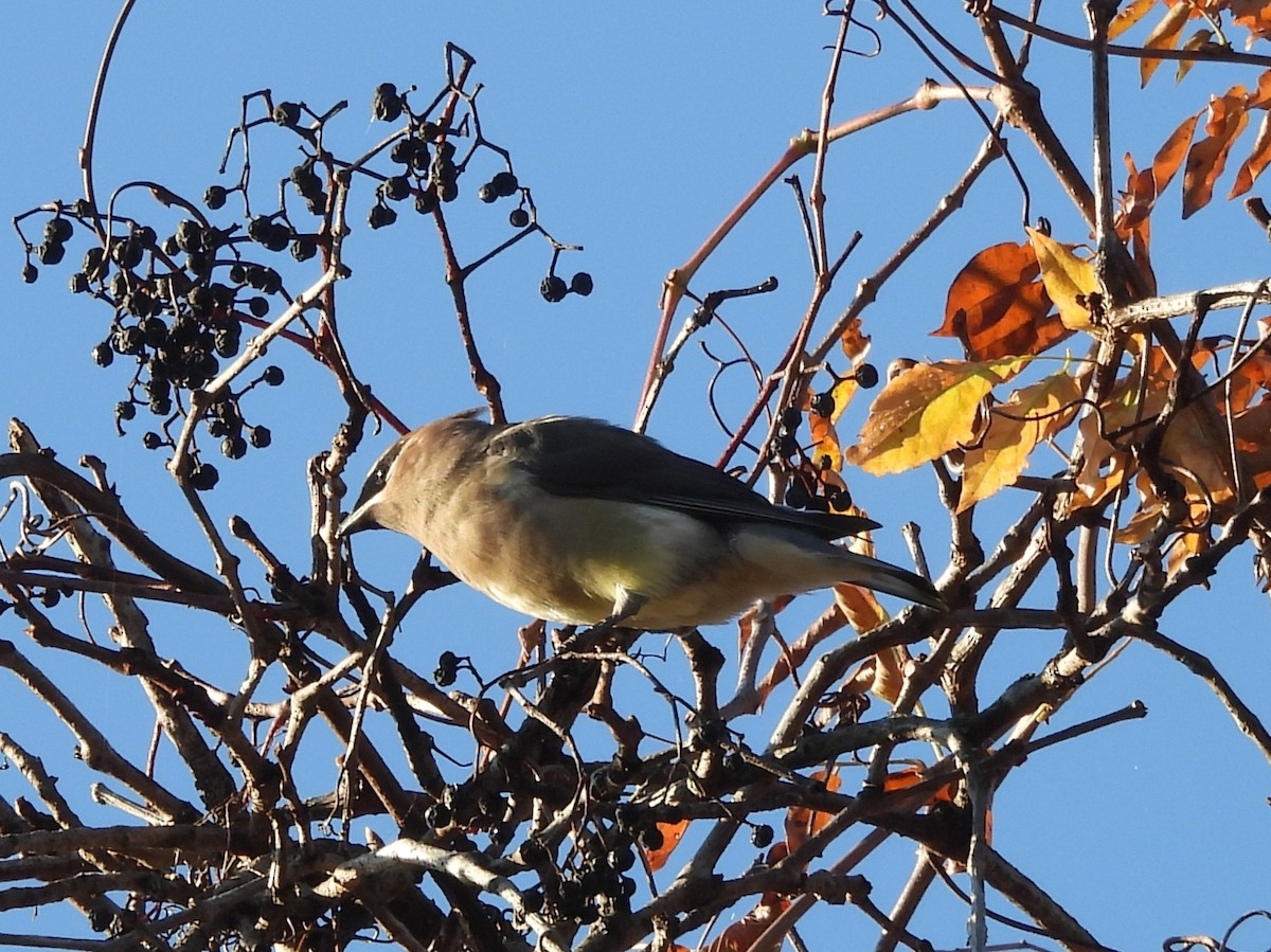 ヒメレンジャク - ML646073282