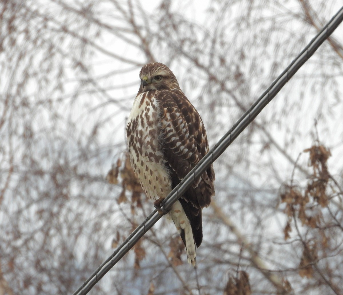Red-tailed Hawk - ML646073285