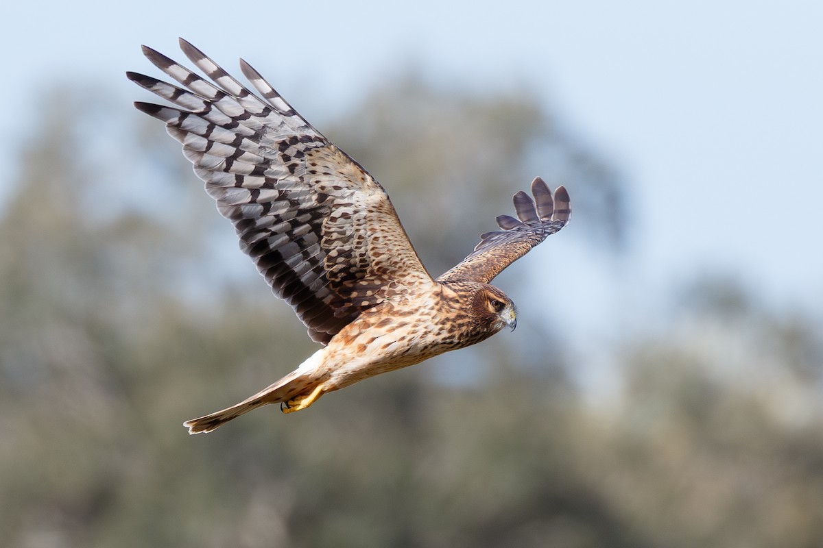 זרון אמריקני - ML646073287