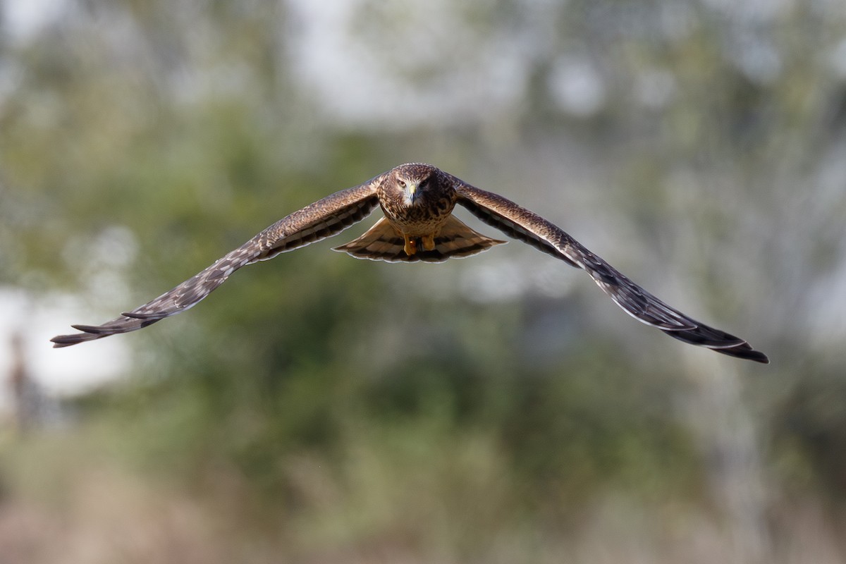 זרון אמריקני - ML646073288