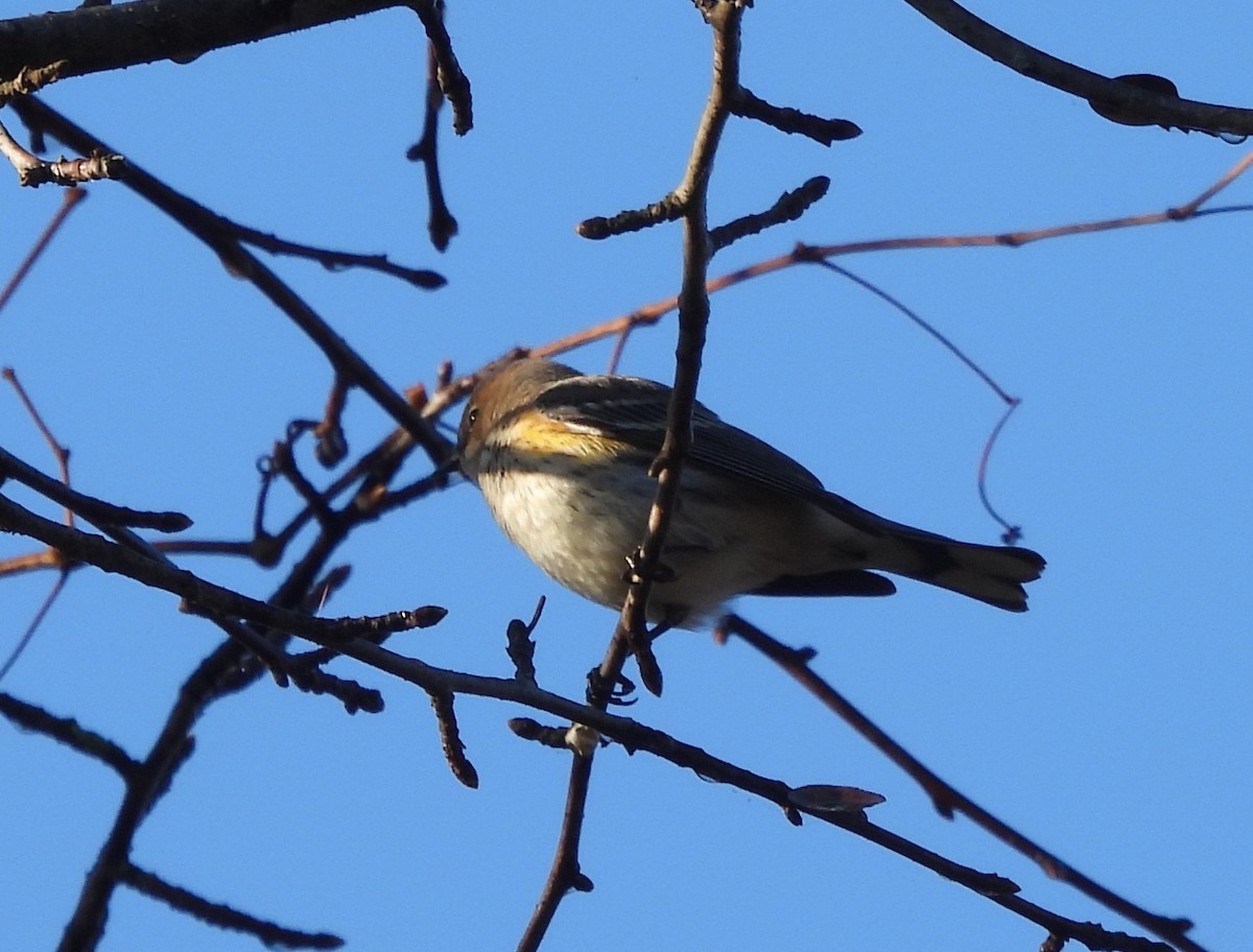 Yellow-rumped Warbler - ML646073289