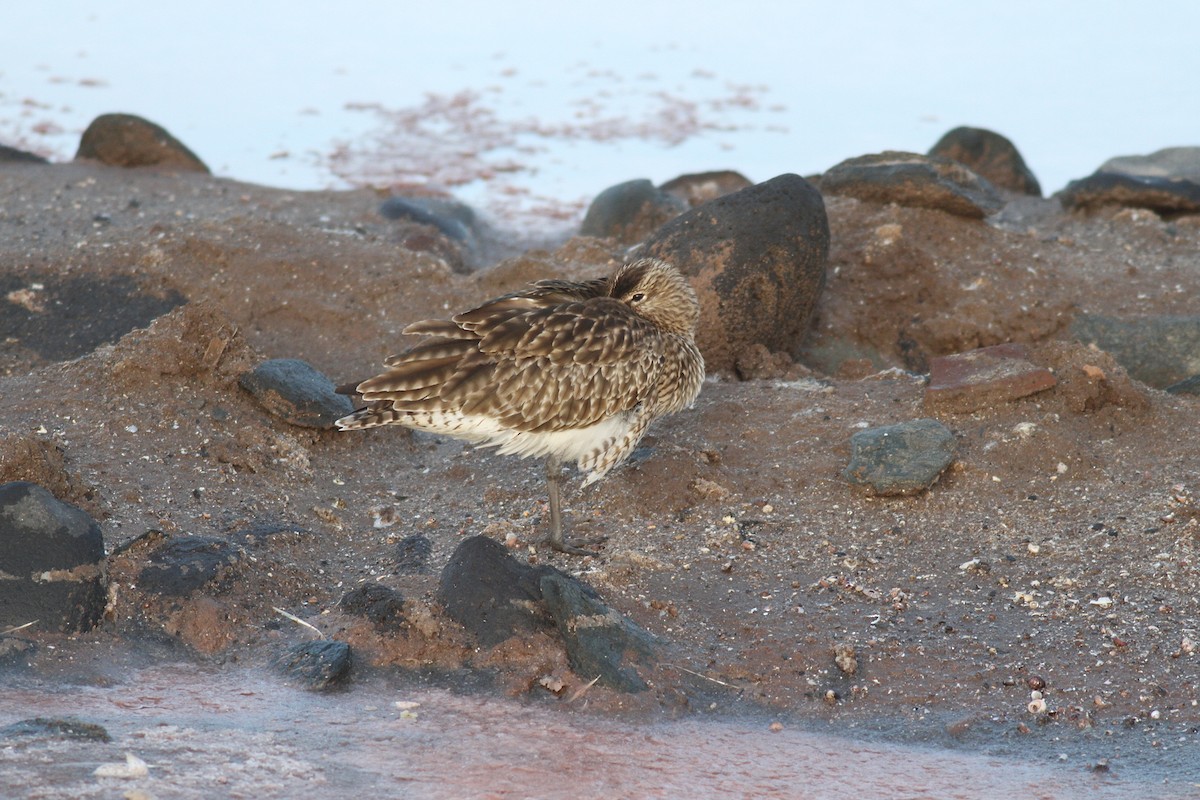 Eurasian Whimbrel - ML646073293