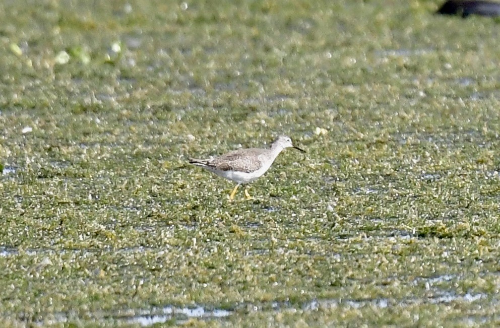 Greater Yellowlegs - ML646073294